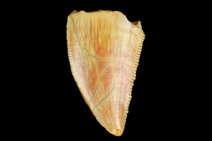 Serrated, Raptor Tooth - Real Dinosaur Tooth #127051